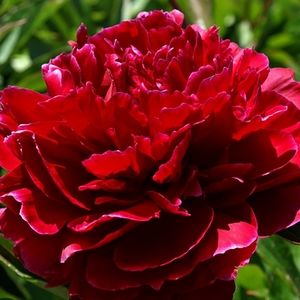 Meet your Posher, Scarlet